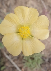Abutilon sonneratianum