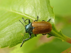 Labidostomis tridentata