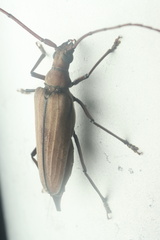 Aegolipton marginale