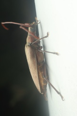 Aegolipton marginale