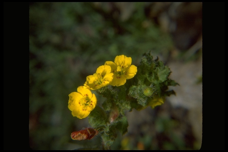 Camissoniopsis luciae