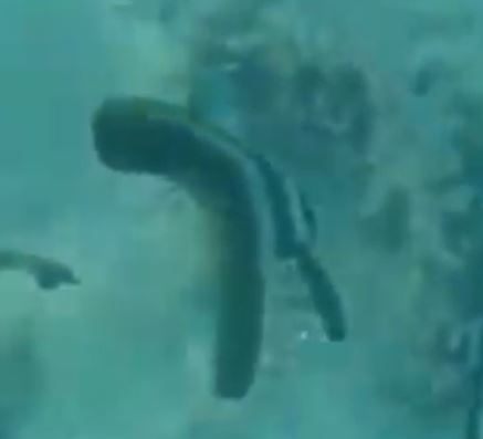 Batfish