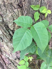 Toxicodendron radicans