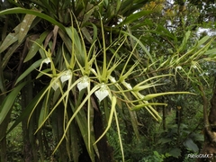 Brassia verrucosa