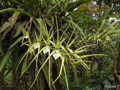 Brassia verrucosa