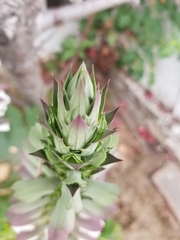 Acanthus mollis
