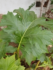 Acanthus mollis