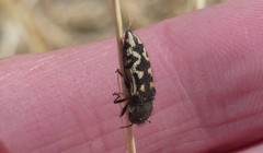 Acmaeodera bowditchi