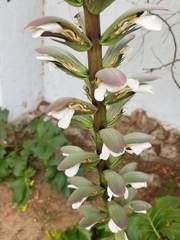 Acanthus mollis