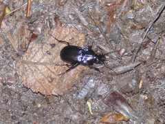 Abax parallelepipedus