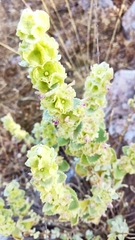 Pseudodictamnus acetabulosus