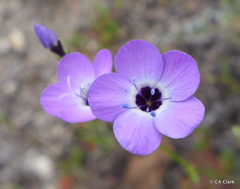 Gilia tenuiflora