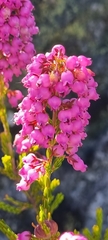 Erica lateralis