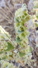 Pseudodictamnus acetabulosus