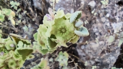 Pseudodictamnus acetabulosus