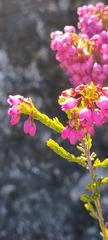 Erica lateralis