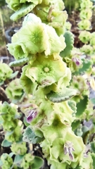 Pseudodictamnus acetabulosus