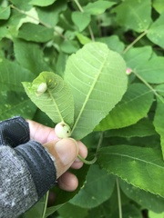 Phylloxera caryaemagna