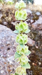 Pseudodictamnus acetabulosus