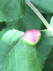 Phylloxera caryaemagna