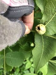 Phylloxera caryaemagna