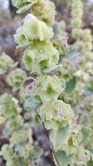 Pseudodictamnus acetabulosus