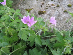 Geranium endressii