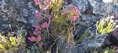 Erica lateralis