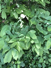 Phylloxera caryaemagna