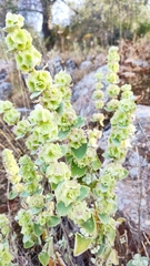 Pseudodictamnus acetabulosus