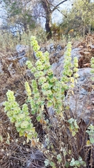 Pseudodictamnus acetabulosus