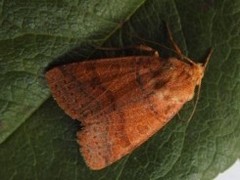 Agrochola pistacinoides