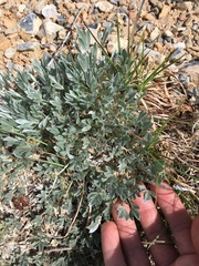 Astragalus tridactylicus