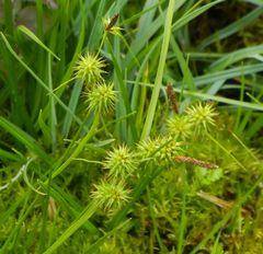 Carex lepidocarpa