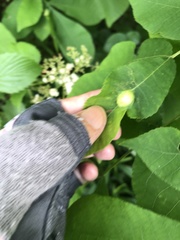 Phylloxera caryaemagna