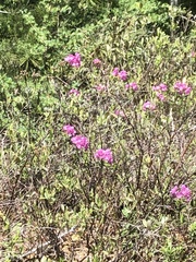 Kalmia polifolia