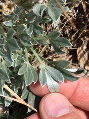 Astragalus tridactylicus