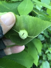 Phylloxera caryaemagna