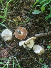 Entoloma clypeatum
