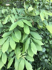 Phylloxera caryaemagna