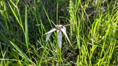 Rhynchospora latifolia