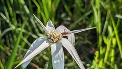 Rhynchospora latifolia
