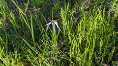 Rhynchospora latifolia