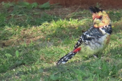 Trachyphonus vaillantii vaillantii