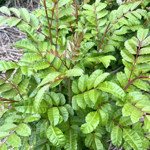 iNaturalist observation photo of Brazilian pepper