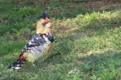 Trachyphonus vaillantii vaillantii