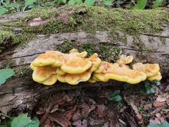 Laetiporus sulphureus