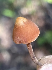 Macrocystidia