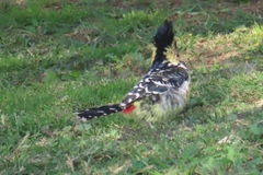 Trachyphonus vaillantii vaillantii
