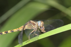 Orthetrum julia